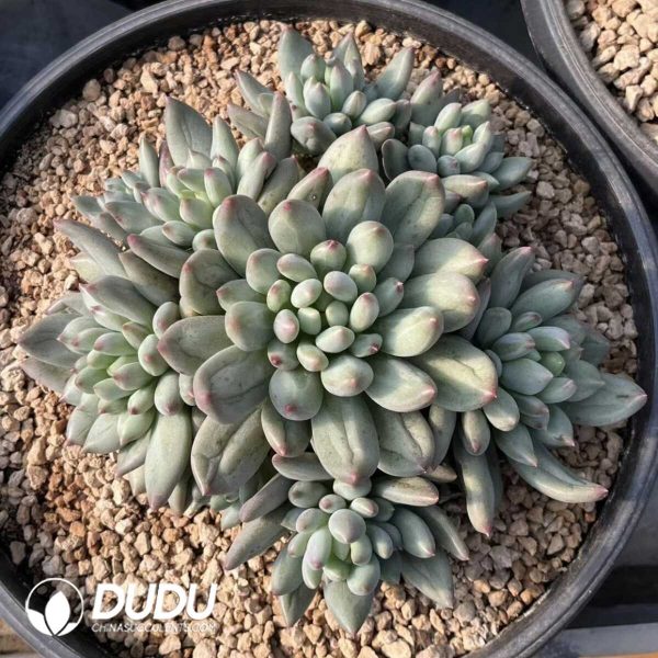 Pachyphytum Yanzi Big Cluster - Image 1