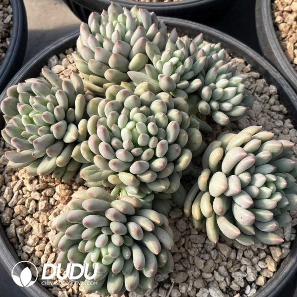 Pachyphytum Yanzi Big Cluster - Image 2