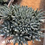 Echeveria Colorful Star Multi Heads Big Cluster