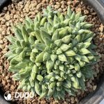 Dark Pattern Pachyphytum Flat Heads Big Cluster