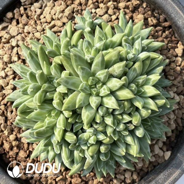 Dark Pattern Pachyphytum Flat Heads Big Cluster - Image 1