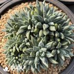Dark Pattern Pachyphytum Flat Heads Big Cluster - Image 2