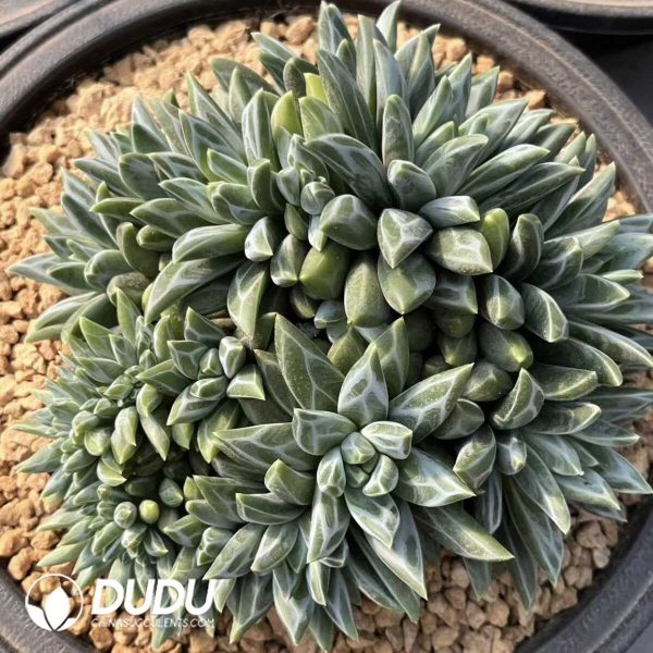 Dark Pattern Pachyphytum Flat Heads Big Cluster - Image 2