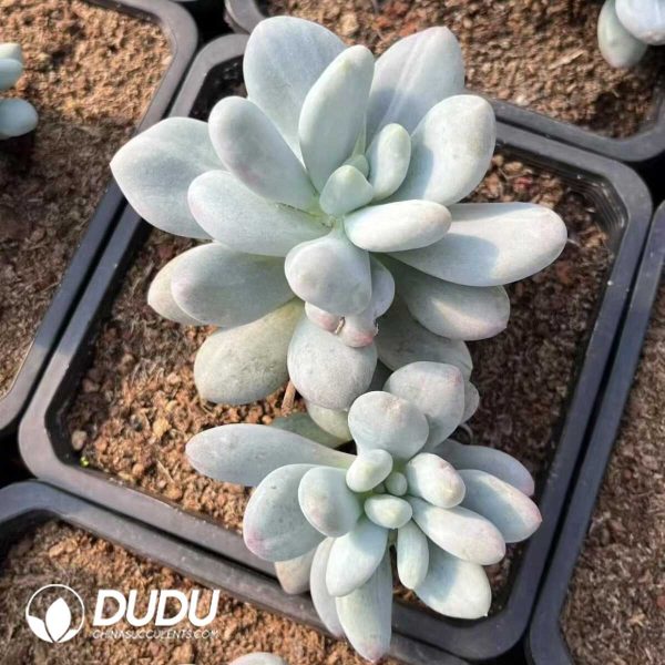 Pachyphytum Xiangsuo Monstrose - Image 1
