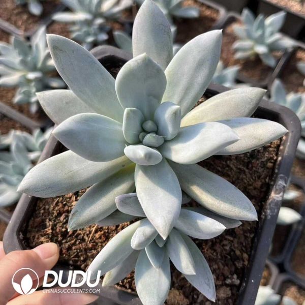 1756132413-e201-32-2.jpg Echeveria Elizabeth - Image 1