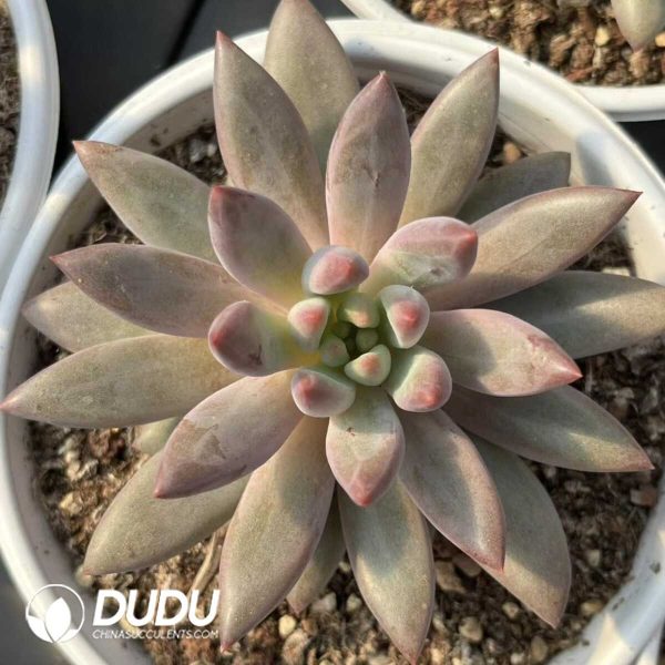 Pachyphytum Ponyo - Image 2