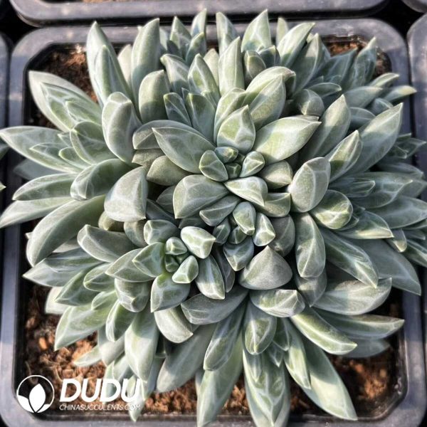 Pachyphytum Dark Pattern & Phantom Pattern (Multiple Flat-Headed Clustering) - Image 1