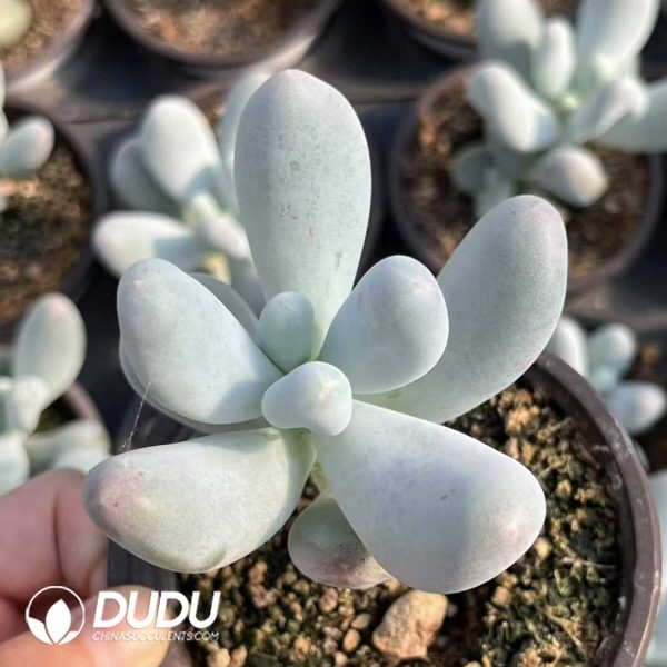 1756132419-e201-35-2.jpg Pachyphytum Rice Milk (Odd or Even Clustering Random) - Image 1