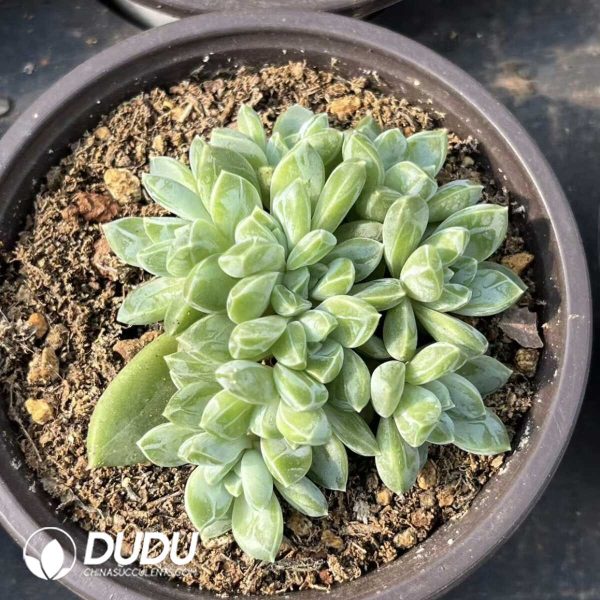 1756132421-e201-36-2.jpg Echeveria Crystal Girl Clustering - Image 1