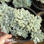 Echeveria Thin Leaf Bubble Yarn Clustering