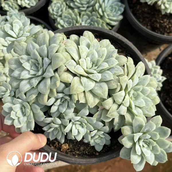 1756132423-e201-37-2.jpg Echeveria Thin Leaf Bubble Yarn Clustering - Image 1