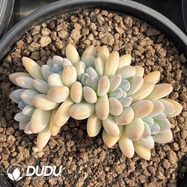 Pachyphytum Perfume Crested Clustering - Image 1