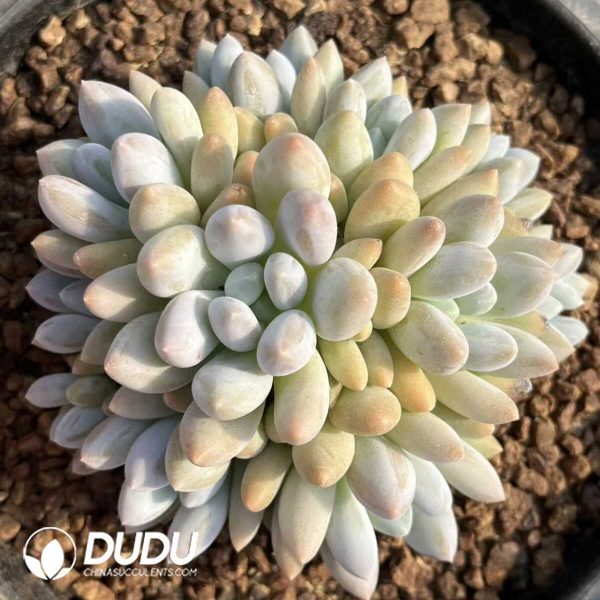 Pachyphytum Xiangsuo Clustering - Image 1