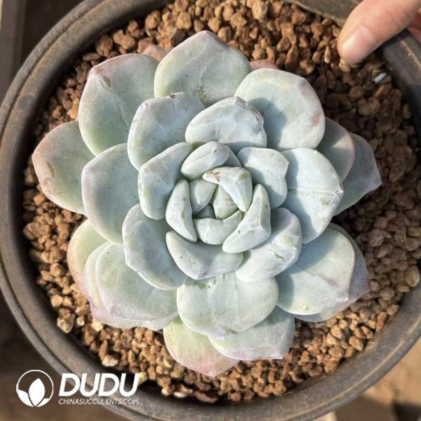 1756132432-e201-40-2.jpg Echeveria Ice Green Monstrose - Image 1