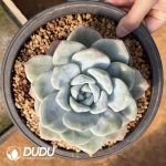 Echeveria Ice Green Monstrose - Image 2