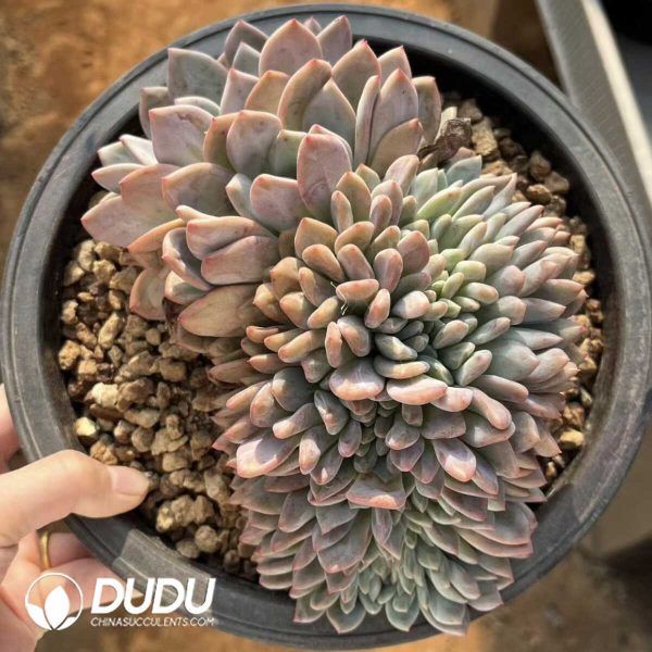 1756132436-e201-41-2.jpg Echeveria Ariel Cristata - Image 1