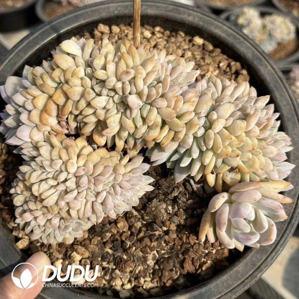 Echeveria Ariel Cristata - Image 2