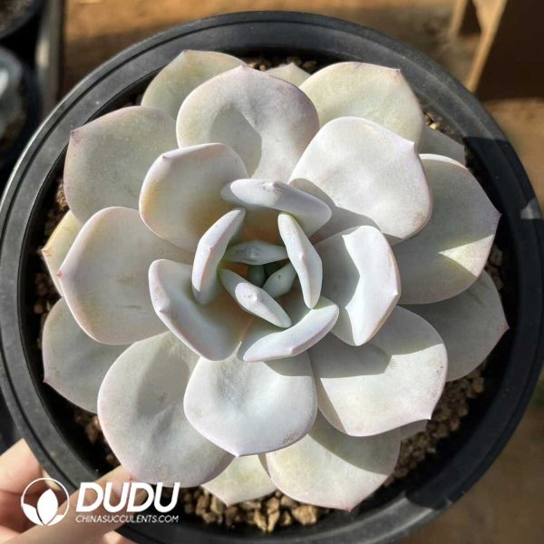 1756132439-e201-42-2.jpg Echeveria Milk Tea - Image 1