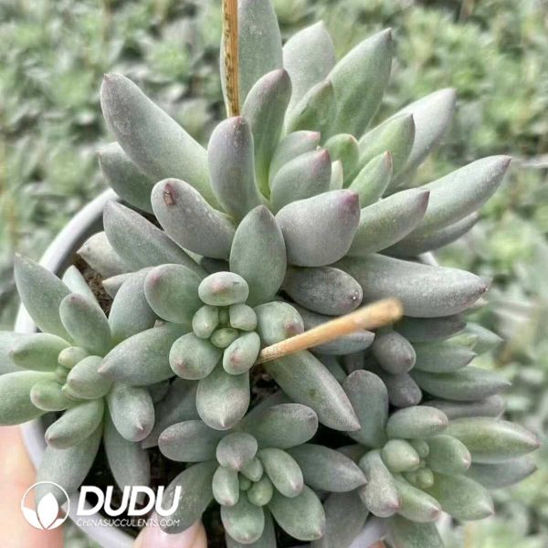 1756132446-e201-45-2.jpg Pachyphytum Yanzi - Image 1