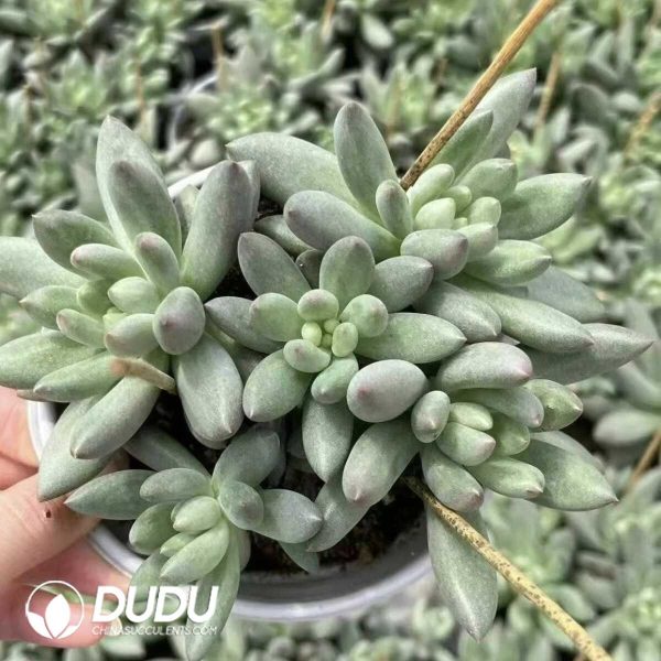 Pachyphytum Yanzi - Image 2