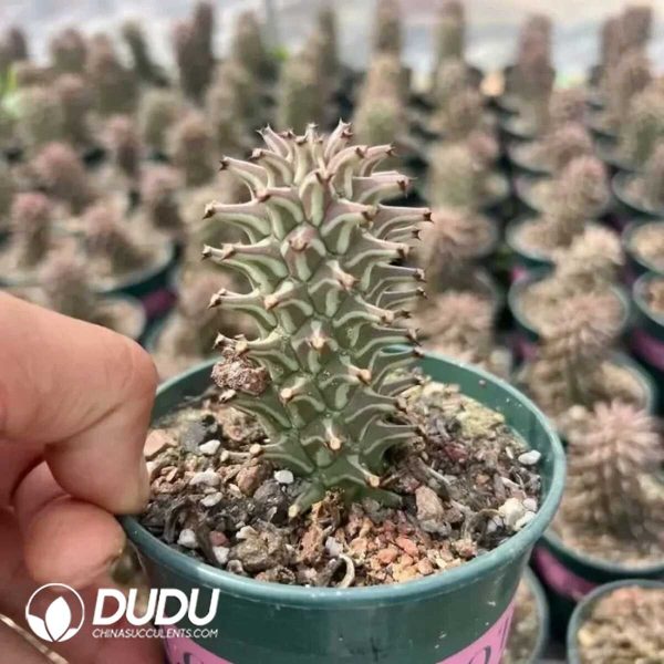 (Rooted Cutting)Euphorbiaceae-Monadenium guentheri - Image 1