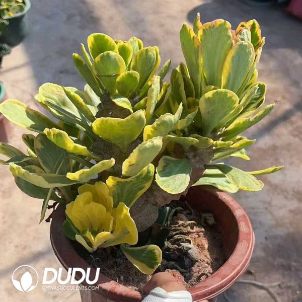 (Grafted)Euphorbia poissonii Clustering Variegata - Image 1