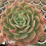 12pcs Echeveria snow White