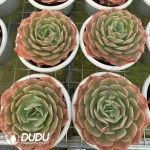 12pcs Echeveria snow White - Image 2