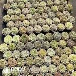 270pcs Echeveria Malgan