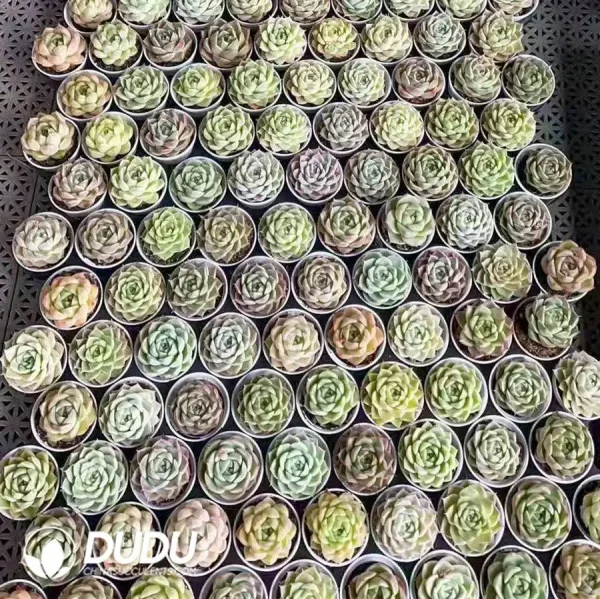 270pcs Echeveria Malgan - Image 2