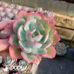 35pcs Echeveria Neon Lighting