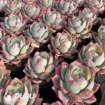 35pcs Echeveria Neon Lighting - Image 2