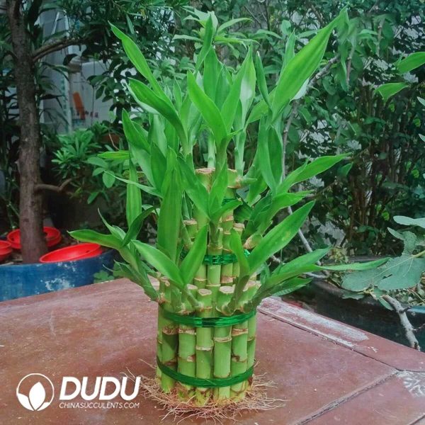 Bamboo tower with three large floors - Image 1