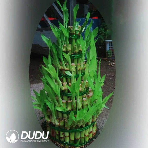 Bamboo tower with six big floors - Image 1