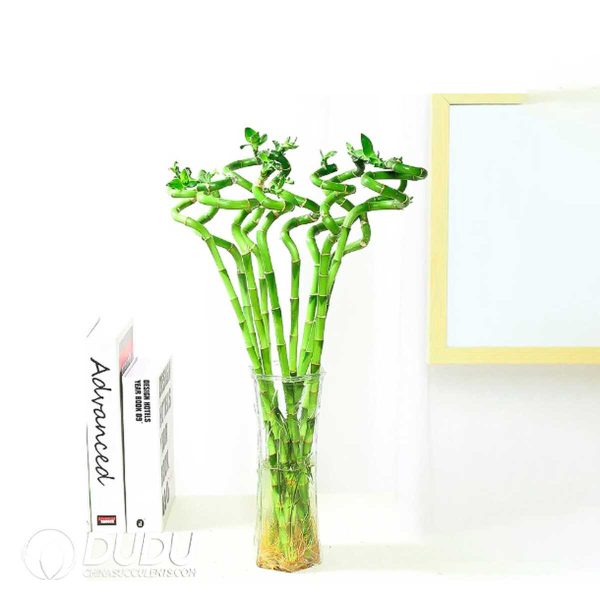 Transport 10 bamboo sticks with roots ranging from 55 to 60 centimeters - Image 1