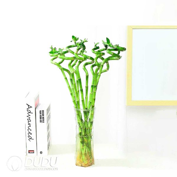 Transport 10 bamboo sticks with roots ranging from 60 to 65centimeters - Image 1