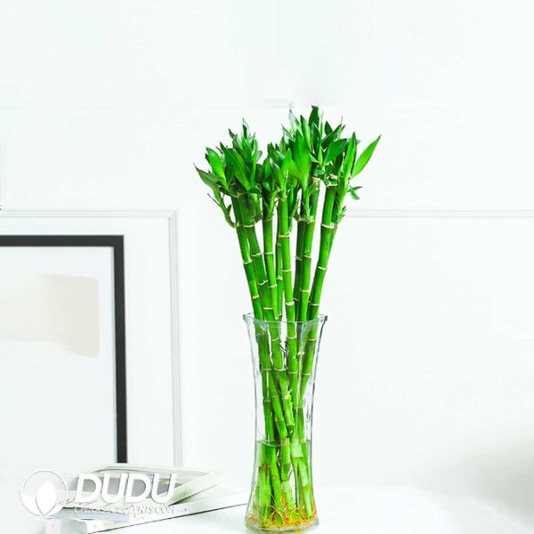 [With roots] 10 bamboo sticks with a diameter of 65 centimeters - Image 1