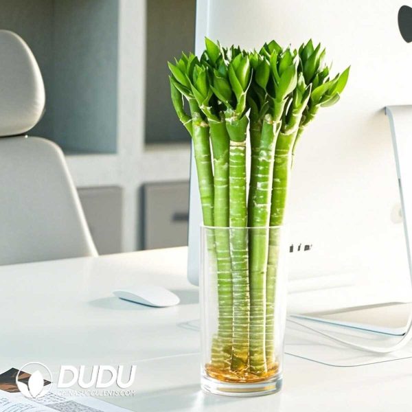 10 dragon bamboo pieces with roots, 45 centimeters long - Image 1