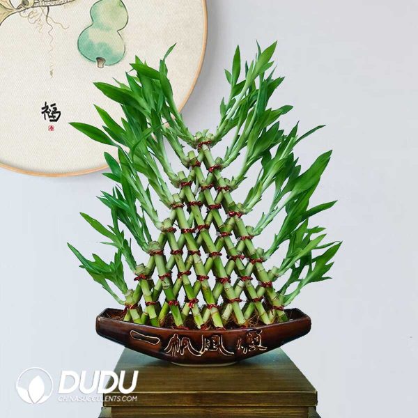 Pyramid shape Lucky Bamboo (8 layers) - Image 1