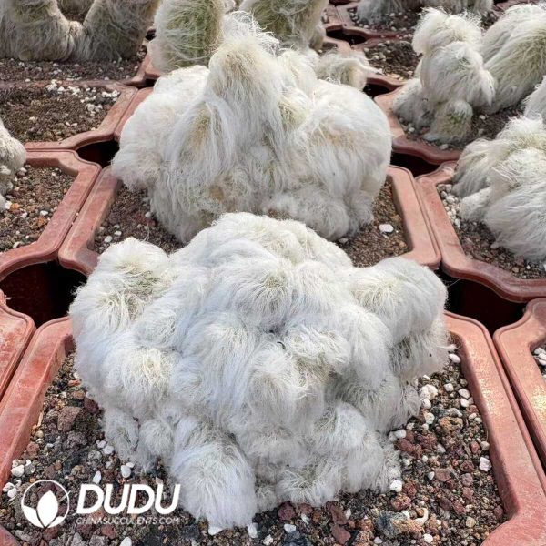 (Grafted)(Rootless)Haworthia Truncata Hiroshige - Image 1