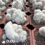 (Grafted)(Rootless)Haworthia Truncata Hiroshige - Image 2