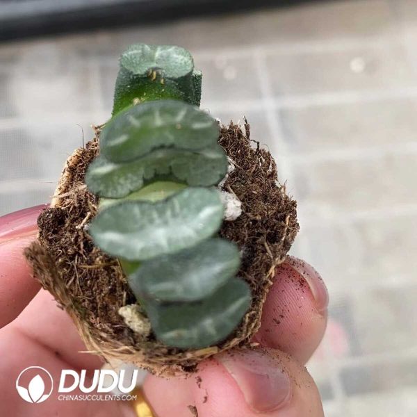 1756272104-e201.jpg Haworthia truncata Seiryu Clump - Image 1