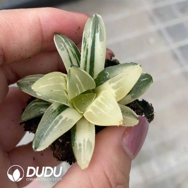 Haworthia Heidelbergensis Variegated - Image 1