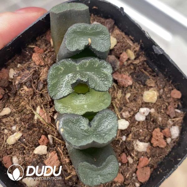 Haworthia obtusa - Image 1