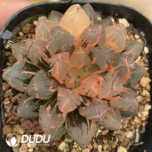 Haworthia obtusa variegated - Image 1