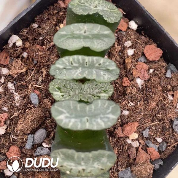 Haworthia Truncata Genbu - Image 1