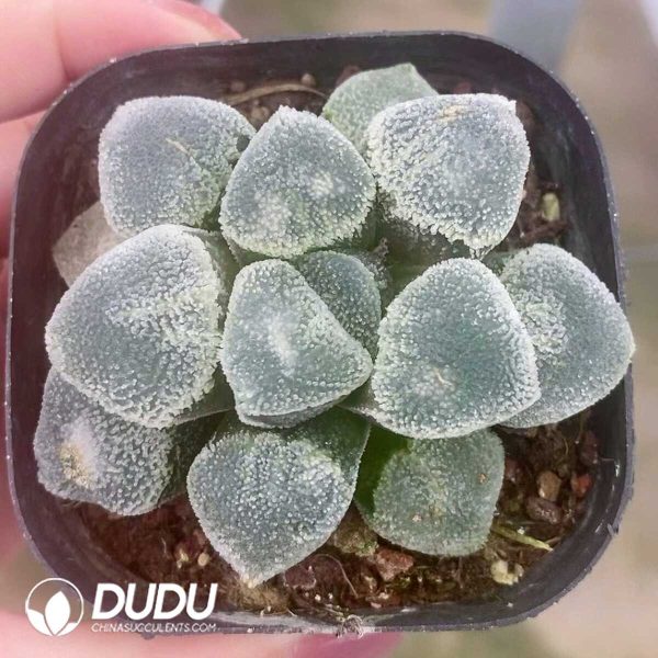 1756274422-e201.jpg Sedum Raul Big Clustering - Image 1