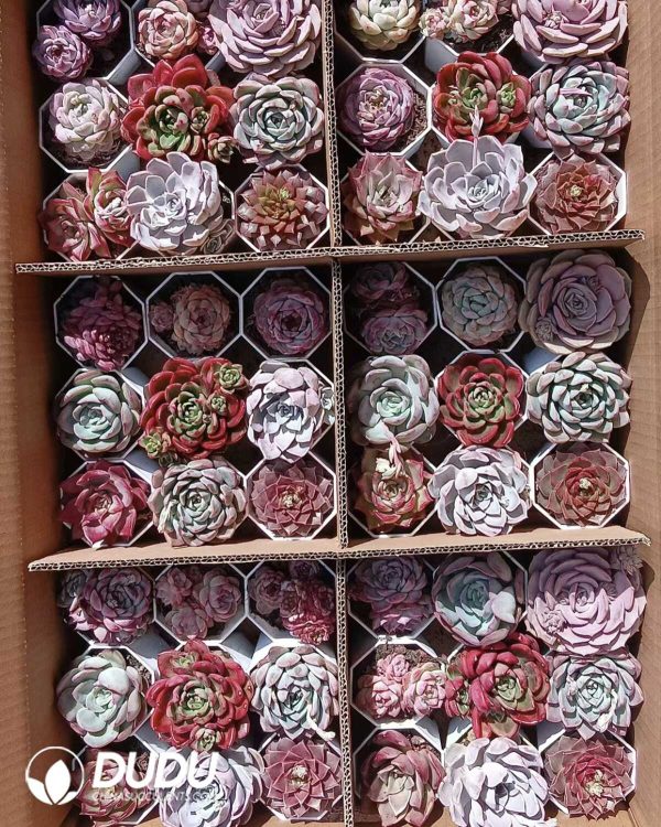 1756274425-e201.jpg Mix 54pcs Echeveria Collocation - Image 1