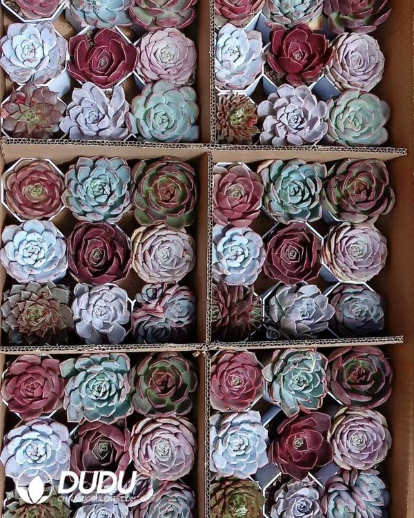 Mix 54pcs Echeveria Collocation - Image 2
