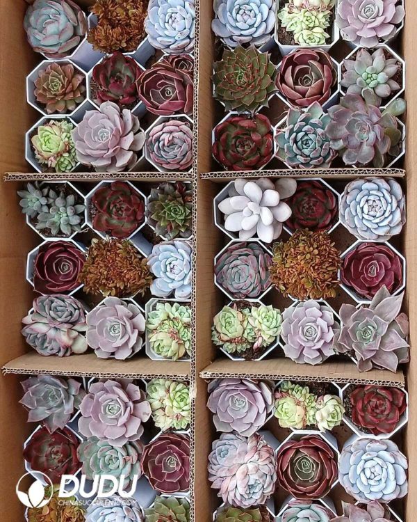 Mix 54pcs Echeveria Collocation - Image 3